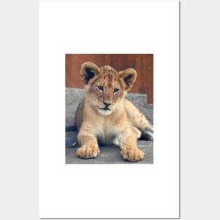 Lion Cub Posters and Art